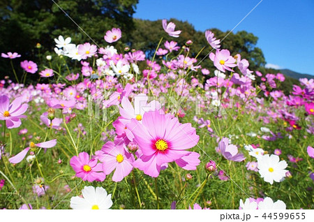 秋桜 44599655