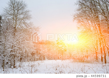 Sunset in the wood between the trees strains  44599731