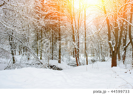 Sunset in the wood between the trees strains  44599733