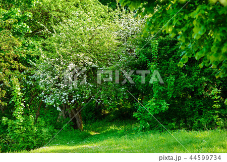 Blossoming tree in spring on rural meadow 44599734
