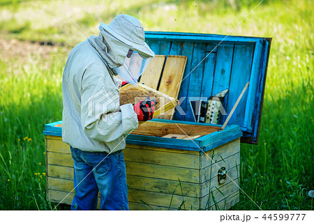 Apiary. The beekeeper works with bees near  44599777