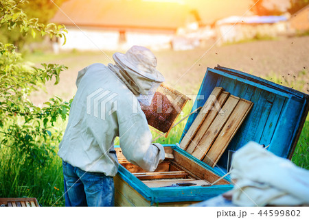Apiary. The beekeeper works with bees near  44599802