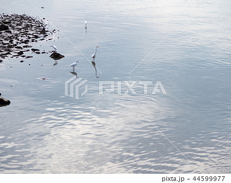 台湾 土手 堤防 44599977