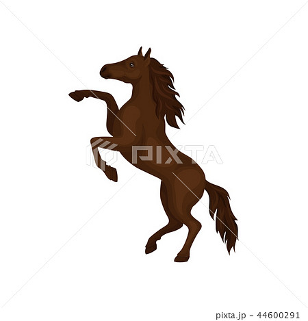 Gorgeous horse rearing up. Domestic animal with brown coat, hooves, long flowing mane and tail. Flat 44600291