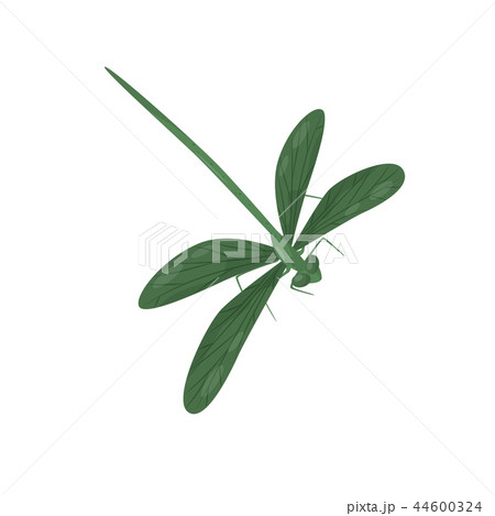 Bright green dragonfly. Small fast-flying insect with long body and two pairs of wings. Fragile 44600324