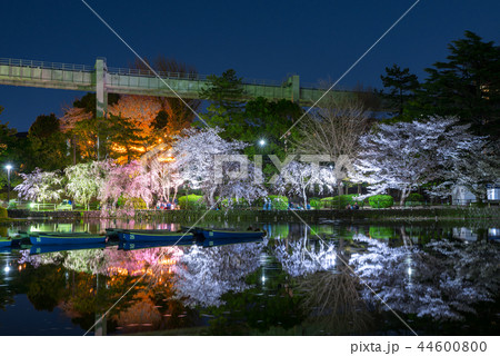 千葉公園 夜桜ライトアップ 千葉県千葉市中央区 18年3月の写真素材