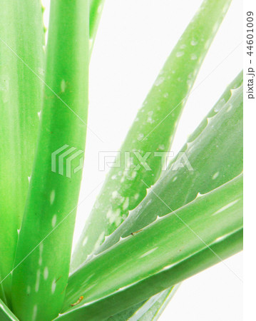 Aloe Vera On White Background 44601009