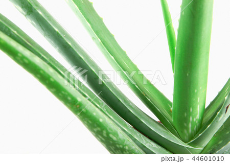 Aloe Vera On White Background 44601010