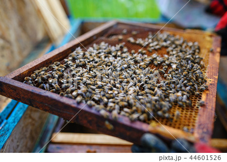 Beekeeper holding frame of honeycomb with bees 44601526