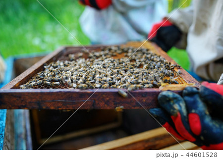 Beekeeper holding frame of honeycomb with bees Beekeeper holding frame of honeycomb with bees 44601528