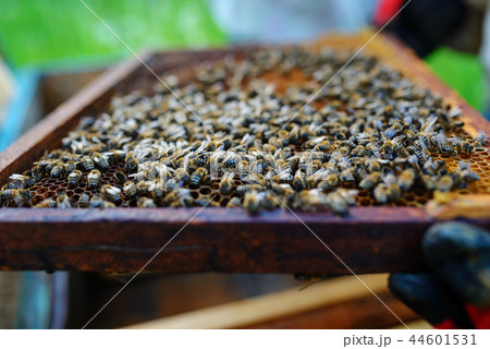 Beekeeper holding frame of honeycomb with bees 44601531