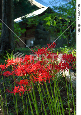 ロマンチック茨城 天界に咲く花 曼珠沙華 この西蓮寺の地上にも満開に降り注ぐ 行方市 西蓮寺の写真素材