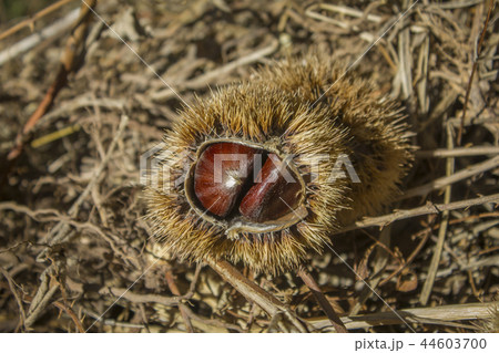 Colorful chestnut on the ground 44603700