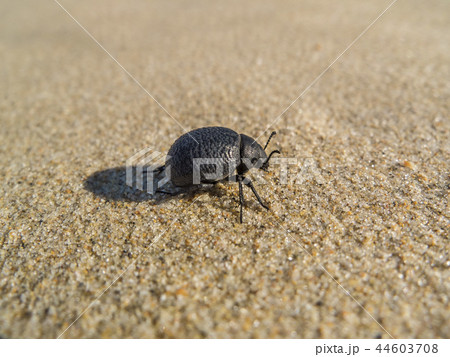 black beetle on sand 44603708