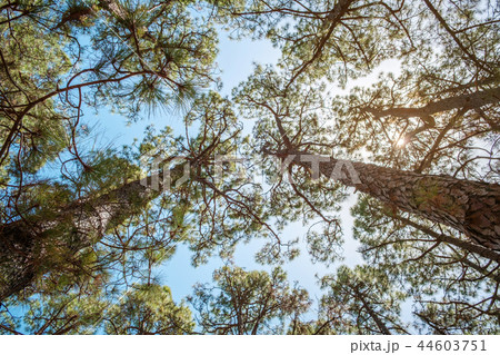treetops and blue sky - trees inside forest treetops and blue sky - trees inside forest 44603751