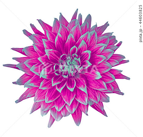 flower magenta dahlia isolated on white background 44603825