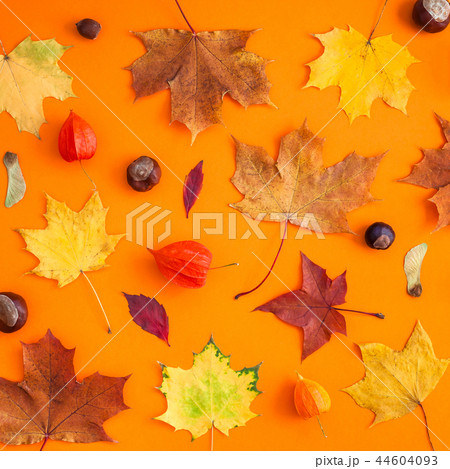 Dry autumn leaves as a frame template Dry autumn leaves as a frame template 44604093