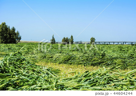 Agriculture view of green field of wheat harvest  44604244