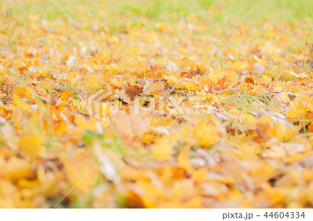 Many fallen maple leaves lie on grass, late autumn 44604334