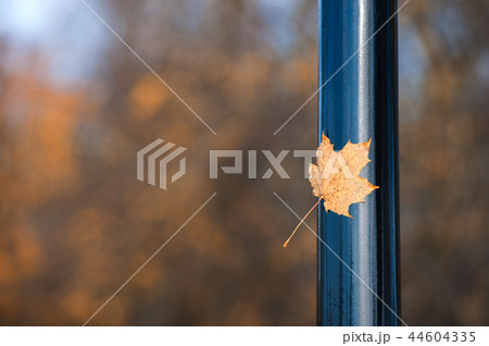 yellow maple leaf stuck to the pole. 44604335