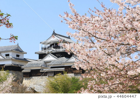 満開の桜と松山城 満開の桜と松山城 44604447