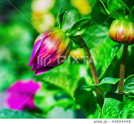 Macro photo of flower bud 44604448