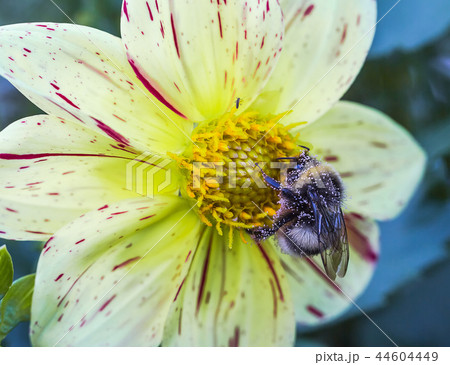 Macro photo of a bumblebee Macro photo of a bumblebee 44604449