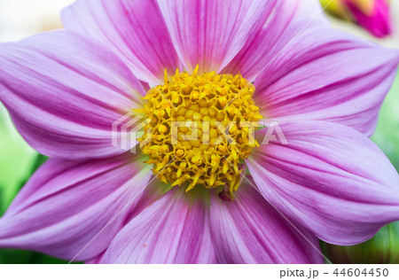 Macro photo of a chrysanthemum 44604450