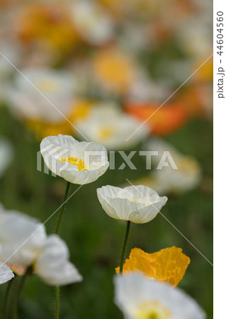 ポピーの花 44604560