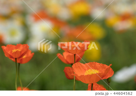 ポピーの花 44604562