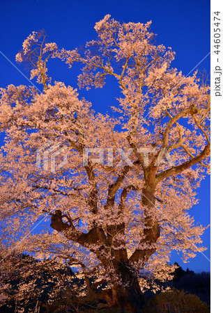 塩ノ崎の大桜 44605474