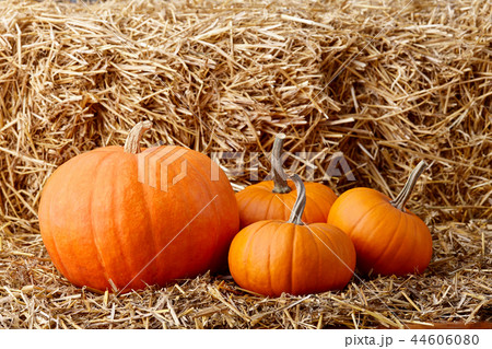 Orange halloween pumpkins on stack of hay or straw Orange halloween pumpkins on stack of hay or straw 44606080