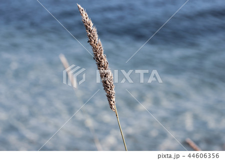 Closeup of single phragmite in blue water 44606356