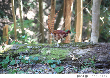 コシジロヤマドリ コシジロヤマドリ 44606435
