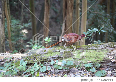 コシジロヤマドリ 44606444