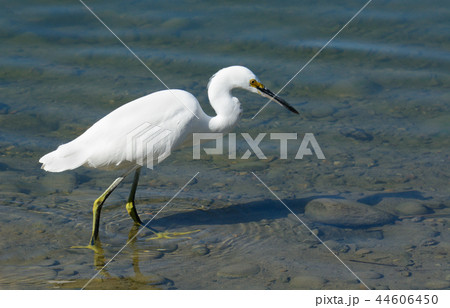 Snowy egret bird 44606450