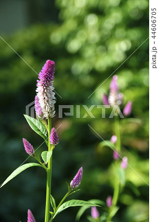 ノゲイトウの花 ノゲイトウの花 44606705