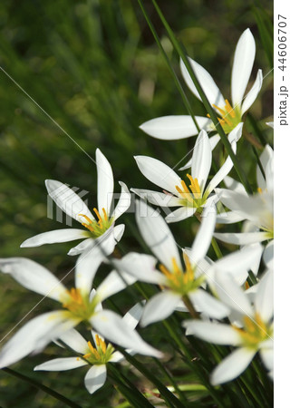 タマスダレの花 44606707