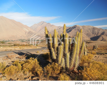 ビクーニャ郊外　ママリュカ 44606901