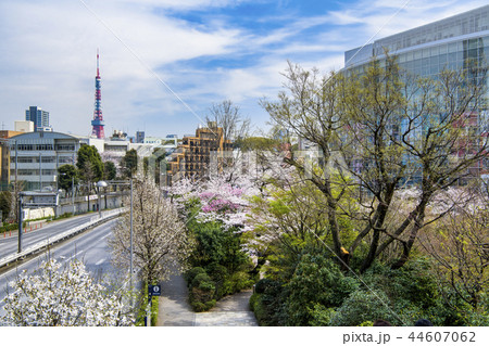 東京 六本木ヒルズ 毛利庭園の桜 44607062