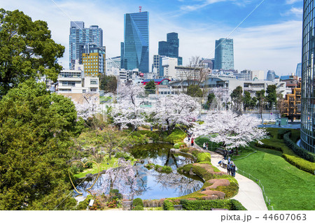東京 六本木ヒルズ 毛利庭園の桜 44607063