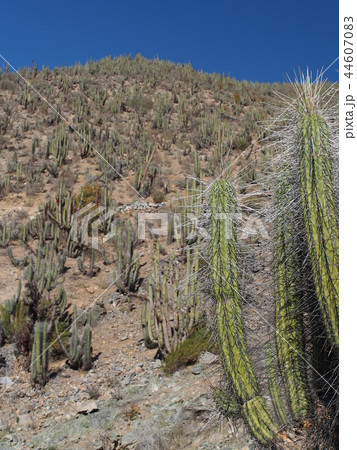 アンデス山脈 44607083