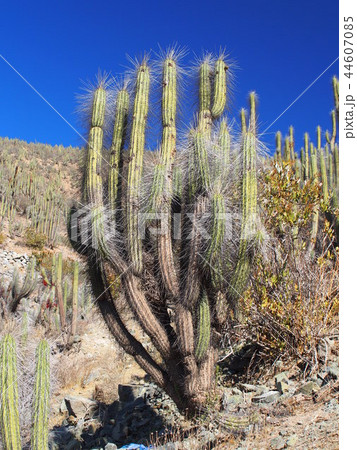 アンデス山脈 44607085