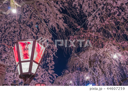 静岡県三島大社の夜桜 静岡県三島大社の夜桜 44607259