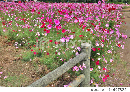 コスモスの咲くの秋の風景 コスモスの咲くの秋の風景 44607325
