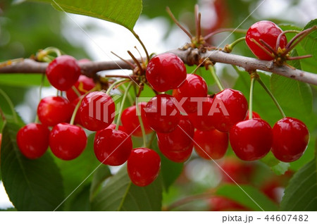 さくらんぼ農園画像1の写真素材 [44607482] - PIXTA