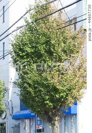 塩害・台風24号による風方向の木の葉が枯れる・2018年10月9日撮影　千葉県松戸市　記録素材 44607730