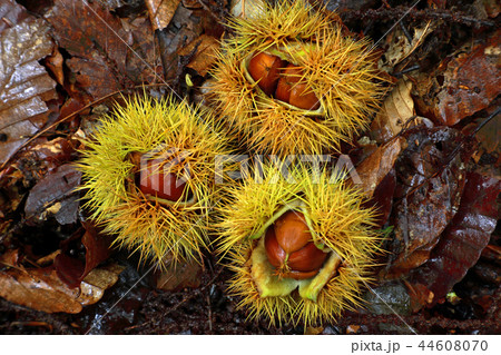 木から落ちたイガグリー恵みの森　福島県只見町 44608070