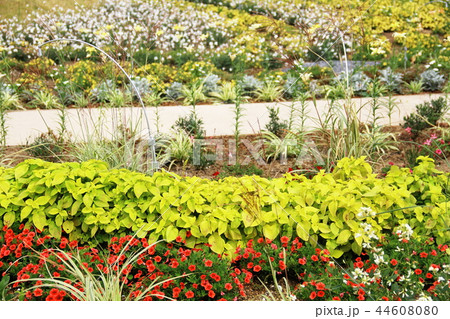 暖色系の配色の花壇 暖色系の配色の花壇 44608080