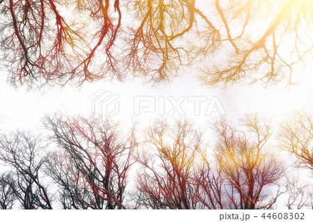 background of tree branches winter / silhouettes of empty branches without leaves against a white sky background. Winter forest concept, nature. Abstract winter background. 44608302